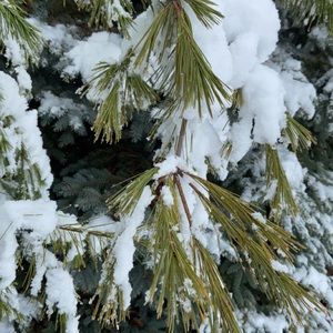 Meet your Posher, Fatin